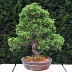 Bonsaï Jeneverbes  (Juniperus chinensis)  - 30 CM